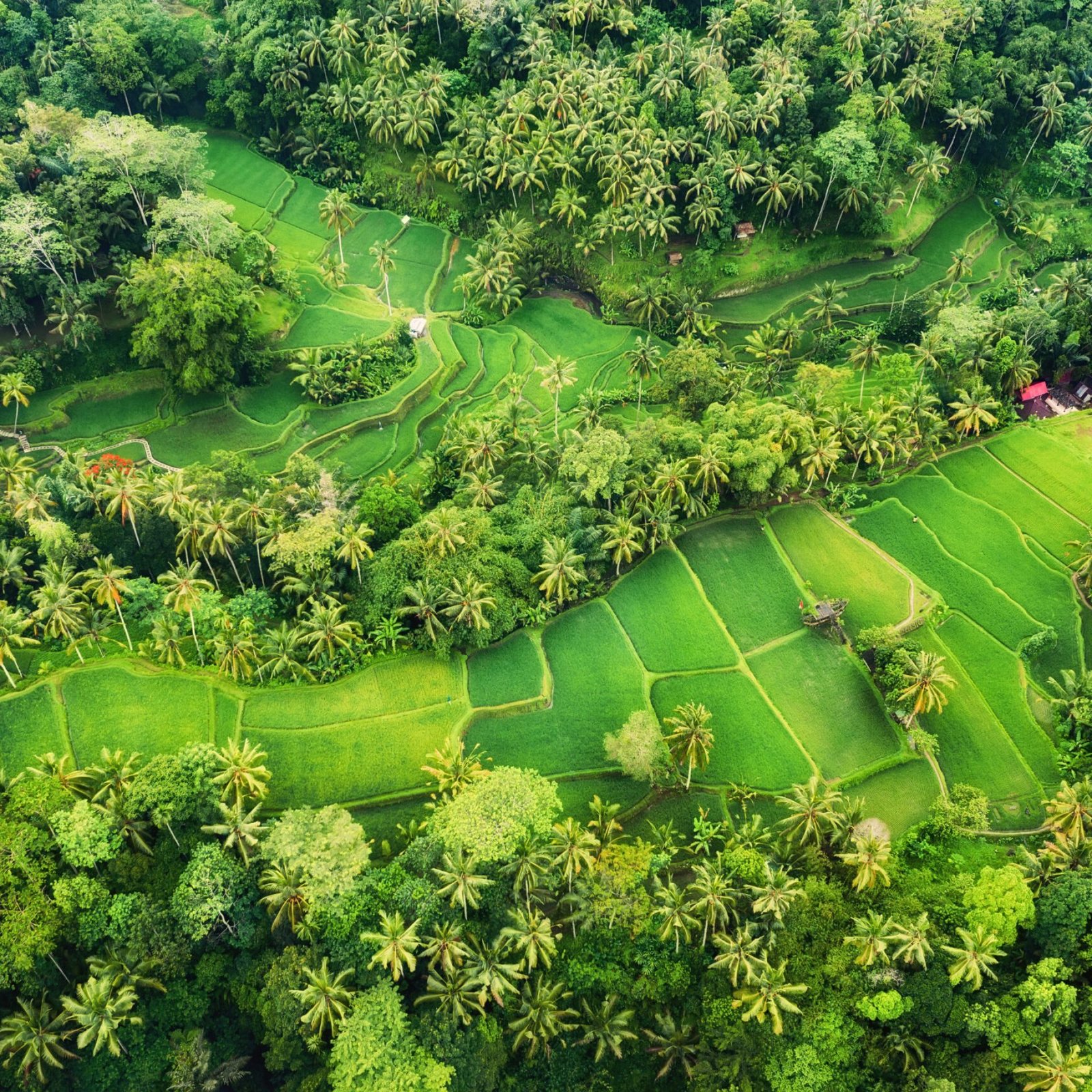 Aerial view of rice terraces. Landscape with drone. Agricultural landscape from the air. Rice terraces in the summer. Bali, Indonesia. Travel - image